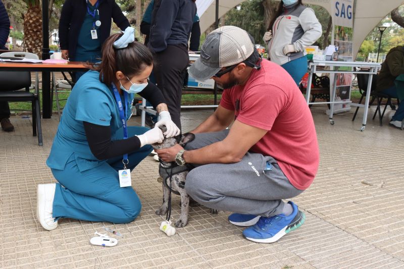 Estudiantes de Técnico en Veterinaria participan en operativo sanitario de mascotas por conmemoración del Día Mundial contra la Rabia en Ovalle