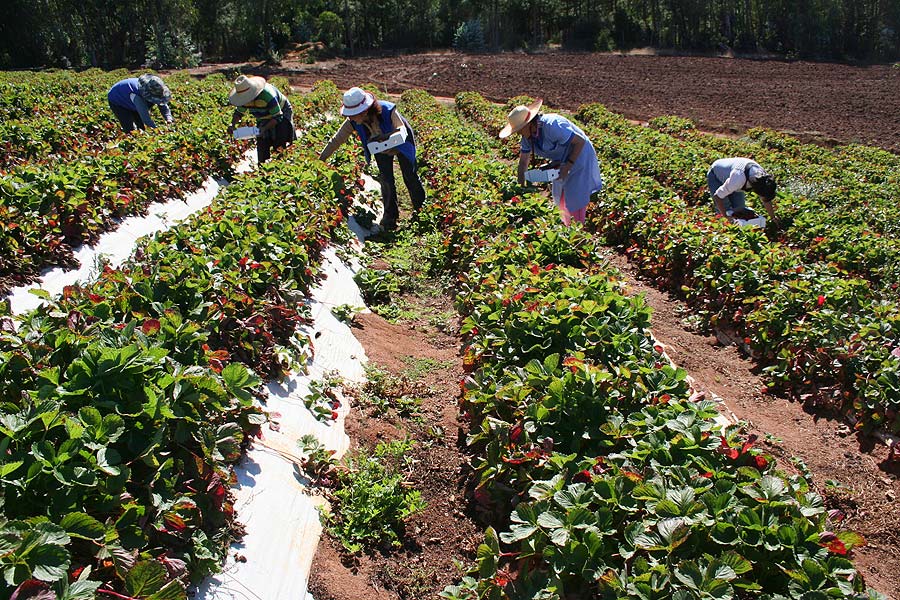 Productores, héroes de las comunidades